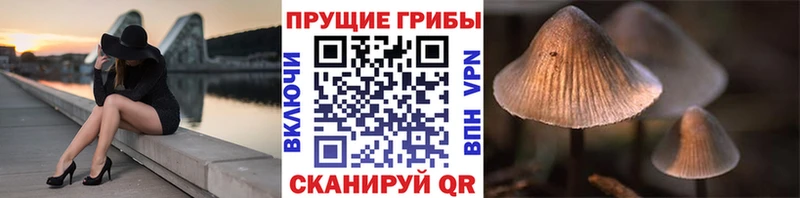 купить наркотики сайты  Копейск  Псилоцибиновые грибы мицелий 